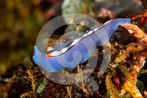 blue racing stripe polyclad flatworm