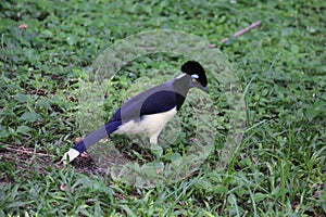 A blue raven standing on grass photo