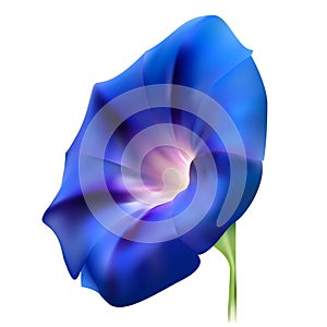Blue realistic bindweed flower photo