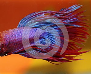 Blue and Red Betta fish