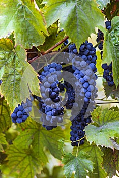 blue Red black grapes ripe hanging vine in autumn day harvest Clusters champagne background Beautiful leaves garden Row of