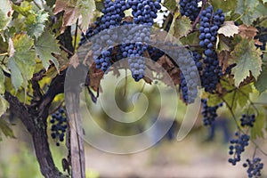 blue Red black grapes ripe hanging vine in autumn day harvest Clusters champagne background Beautiful leaves garden Row of