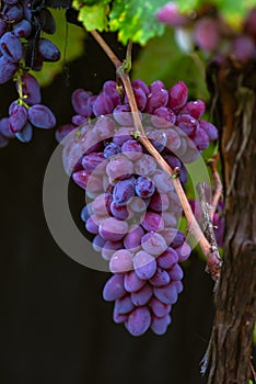 blue Red black grapes ripe hanging vine in autumn day harvest Clusters champagne background Beautiful leaves garden Row of