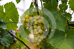 blue Red green black grapes ripe hanging vine in autumn day harvest Clusters champagne background Beautiful leaves garden Row of