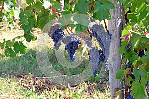 Blue/red/black grapes at a vinyard in Italy