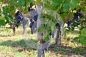 Blue/red/black grapes at a vinyard in Italy