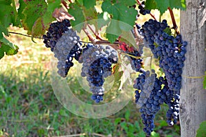 Blue/red/black grapes at a vinyard in Italy