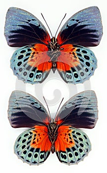 Blue red butterflies isolated on white, Agrias beatifica upside macro close up, nymphalidae,