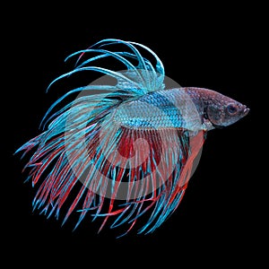 Blue and red colored siamese fighting fish, betta splendens, isolated on black