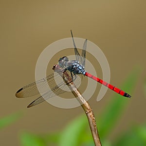 A blue red dragonfly