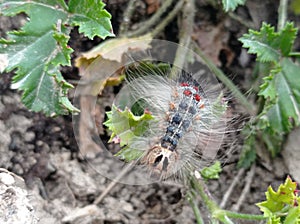 Blue and red furry oaks host, lymantria dispar, also called gypsy moth or spongy moth