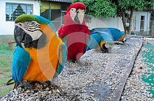 Blue, red, green and yellow feathers big macaw parrots