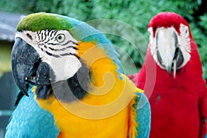 Blue, red, green and yellow feathers big parrots