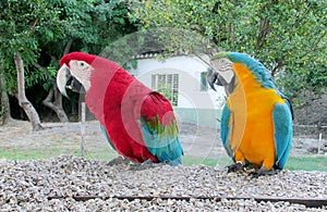 Blue, red, green and yellow feathers big parrots