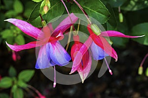 Blue Red Hardy Fuchsia Blooming