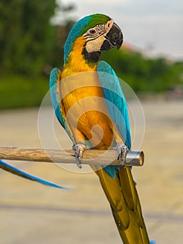 Blue and red Macaw Bird standing on his perch on the Chaophraya river BKK Bangkok Thailand