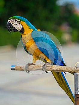 Blue and red Macaw Bird standing on his perch on the Chaophraya river BKK Bangkok Thailand