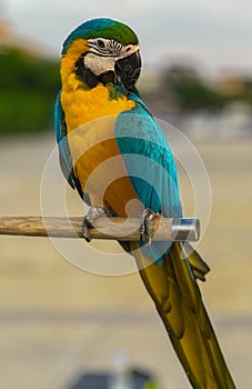 Blue and red Macaw Bird standing on his perch on the Chaophraya river BKK Bangkok Thailand