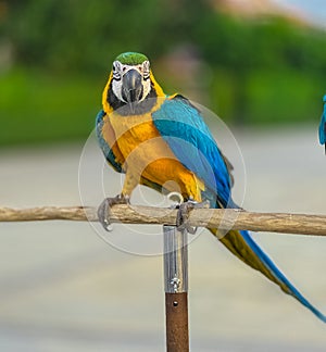 Blue and red Macaw Bird standing on his perch on the Chaophraya river BKK Bangkok Thailand