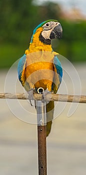 Blue and red Macaw Bird standing on his perch on the Chaophraya river BKK Bangkok Thailand