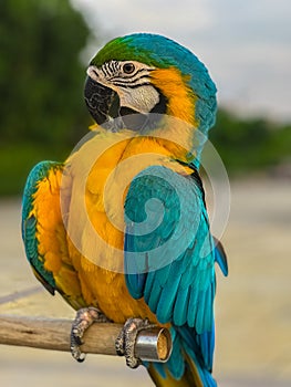 Blue and red Macaw Bird standing on his perch on the Chaophraya river BKK Bangkok Thailand