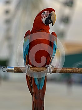 Blue and red Macaw Bird standing on his perch on the Chaophraya river BKK Bangkok Thailand