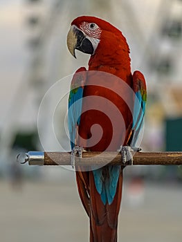 Blue and red Macaw Bird standing on his perch on the Chaophraya river BKK Bangkok Thailand