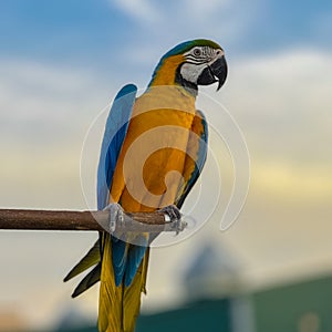 Blue and red Macaw Bird standing on his perch on the Chaophraya river BKK Bangkok Thailand