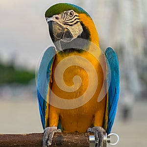 Blue and red Macaw Bird standing on his perch on the Chaophraya river BKK Bangkok Thailand