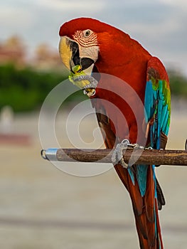 Blue and red Macaw Bird standing on his perch on the Chaophraya river BKK Bangkok Thailand