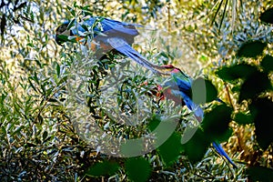 Blue and red macaw parrot on a branch of olive tree
