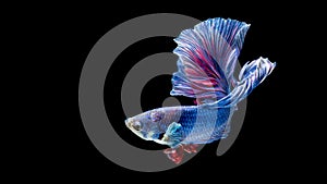 Blue and red siamese fighting fish, betta fish isolated on black