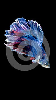 Blue and red siamese fighting fish, betta fish isolated on black