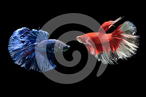 Blue and red siamese fighting fish, betta splendens