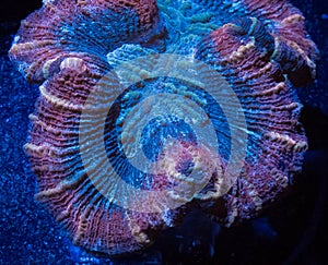 Blue and Red Trachyphyllia Brain Coral