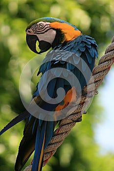 Blue and red tropical parrot