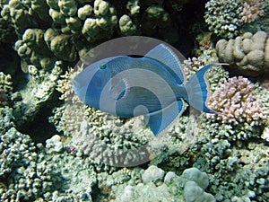 Blue redtooth triggerfish