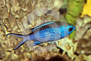 Blue Reef Chromis (Chromis cyaneus)