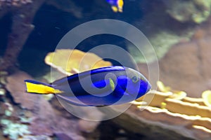 Blue reef fish swimming in tank