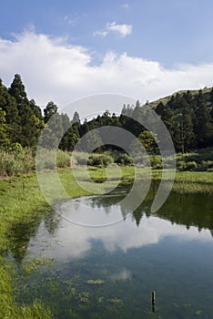 Blue reflection in river at summer forest