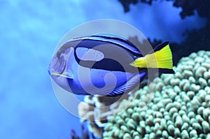 Blue Regal Tang In Aquarium