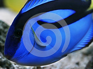 Blue regal tang paracanthurus hepatus