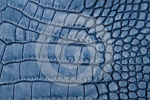 Blue reptile leather texture