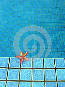 Blue resort swimming pool & red tropical flower