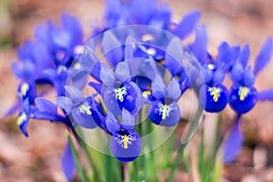 Blue Reticulated Iris in a Spring Garden