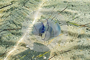 Blue Rhizostomeae jellyfish swims in the transparent  water of the Black Sea among the grass on the background of a sandy bottom.