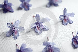 Blue rhododendron flowers