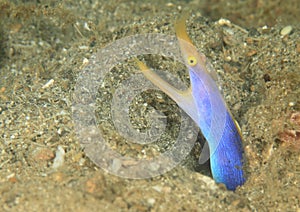 Blue ribbon eel