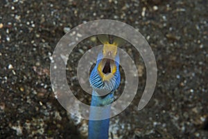 Blue Ribbon eel Rhinomuraena qaesita