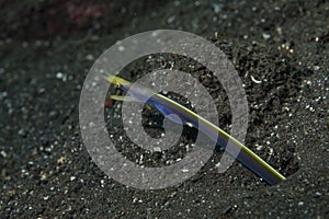 Blue Ribbon Eel Rhinomuraena quaesita